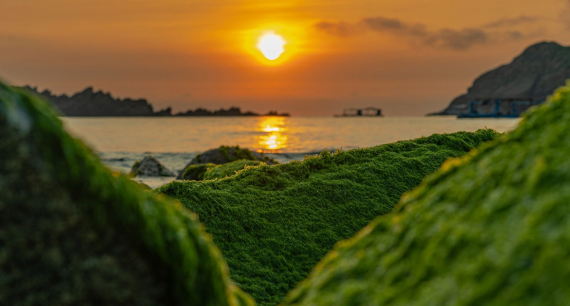 Ngắm mùa rêu xanh tuyệt đẹp ở biển Quy Nhơn