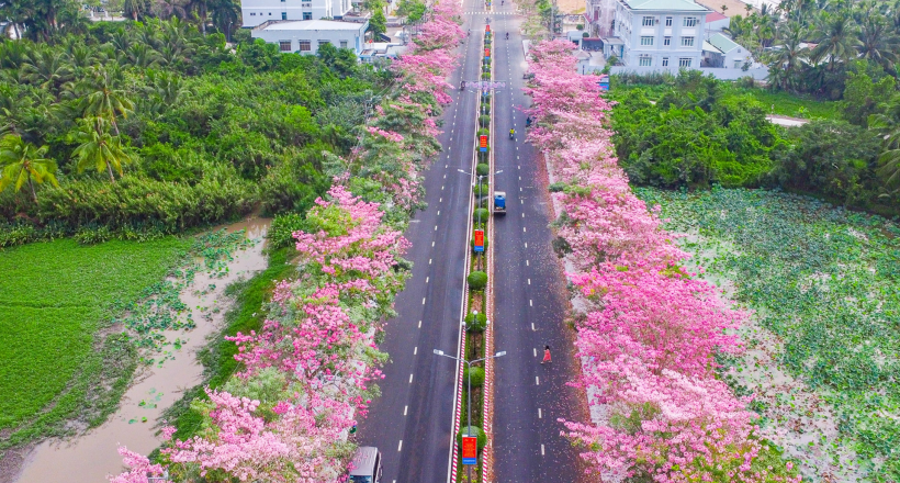 Du khách nườm nượp check-in con đường hoa kèn hồng nổi tiếng nhất miền Tây