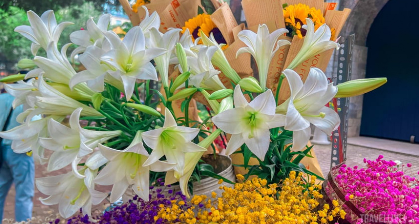 Hoa loa kèn - Món quà tháng Tư của Hà Nội