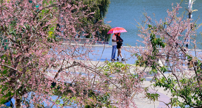 Mùa hè lên Đà Lạt, vẫn thấy hoa mai anh đào nở rực rỡ