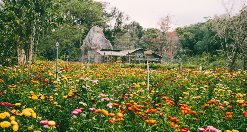 Lý Hải tái sinh vườn hoa bất tử cho phim Lật Mặt 7