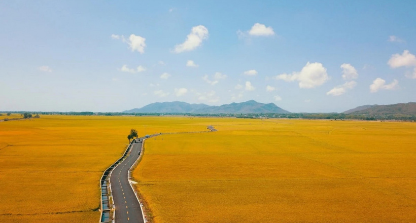 Con đường giữa cánh đồng vàng ruộm ở Vũng Tàu gây sốt