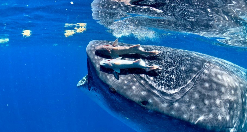 Mạo hiểm kiểu thượng lưu: Phần 5 - Theo dấu đàn cá lớn dọc bờ đông Mexico