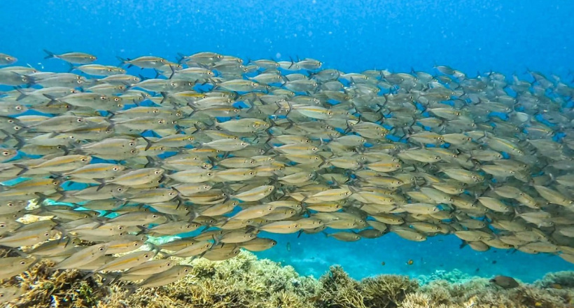 Tôi đến New Guinea săn cá khổng lồ