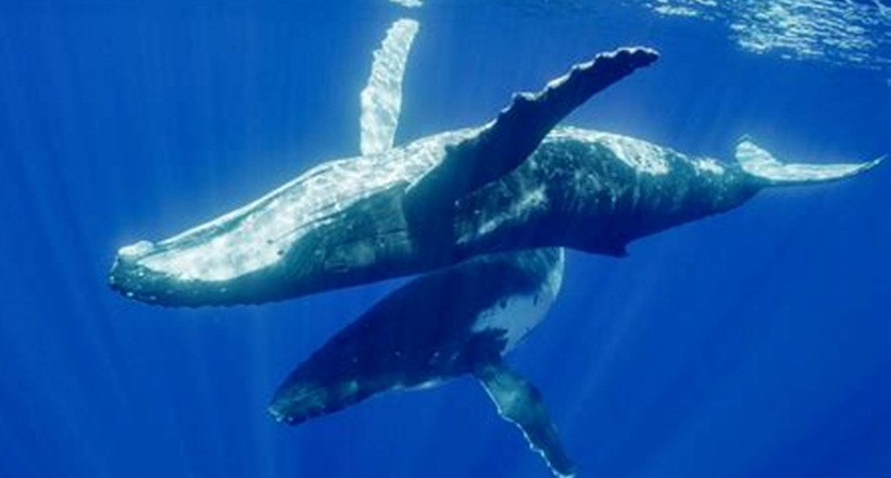 Vì sao cá voi có khả năng lặn sâu hơn tàu ngầm hạt nhân?