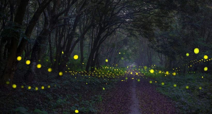 Tour đêm xuyên rừng, ngắm đom đóm tại Cúc Phương gây chú ý