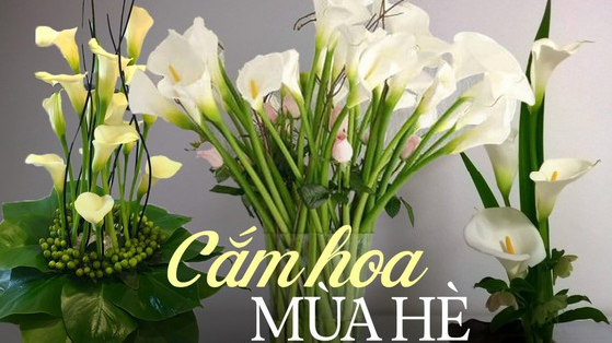 Loài hoa “đỏng đảnh” nhưng nhất định phải cắm vào mùa hè, ưa sáng, chịu được nhiệt độ cao, độ bền lên tới 15 ngày