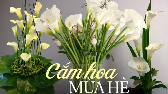 Loài hoa “đỏng đảnh” nhưng nhất định phải cắm vào mùa hè, ưa sáng, chịu được nhiệt độ cao, độ bền lên tới 15 ngày