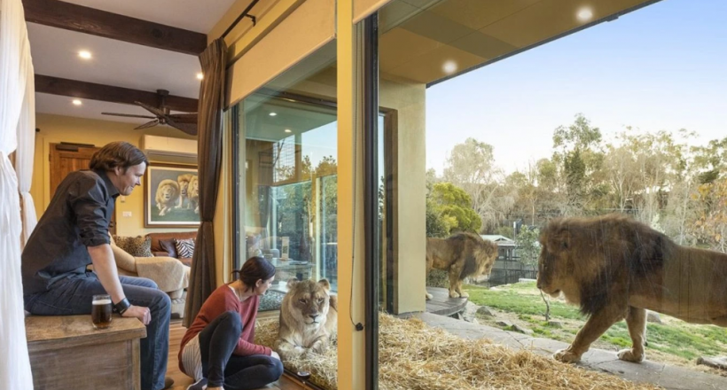 Trải nghiệm ngủ gần hổ, sư tử tại khu nghỉ dưỡng ở Australia