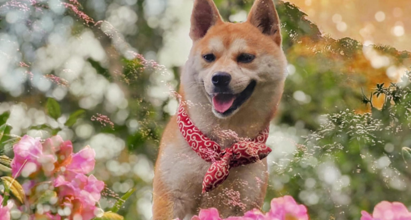 Chú chó trekking 7 đỉnh núi cao Việt Nam