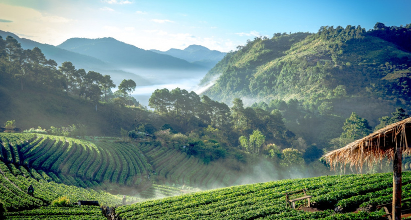Lạc lối ở Chiang Mai - Đóa hồng phương Bắc Thái Lan