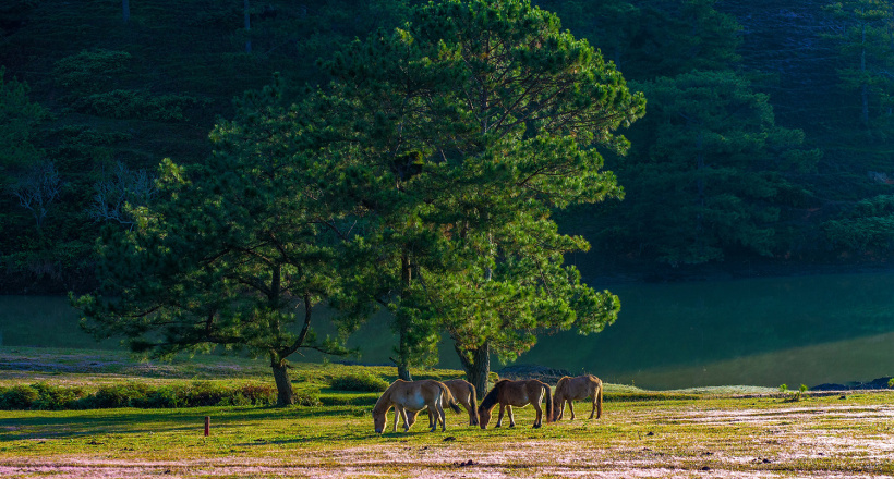 Top 4 thành phố thiên đường nghỉ dưỡng của Việt Nam