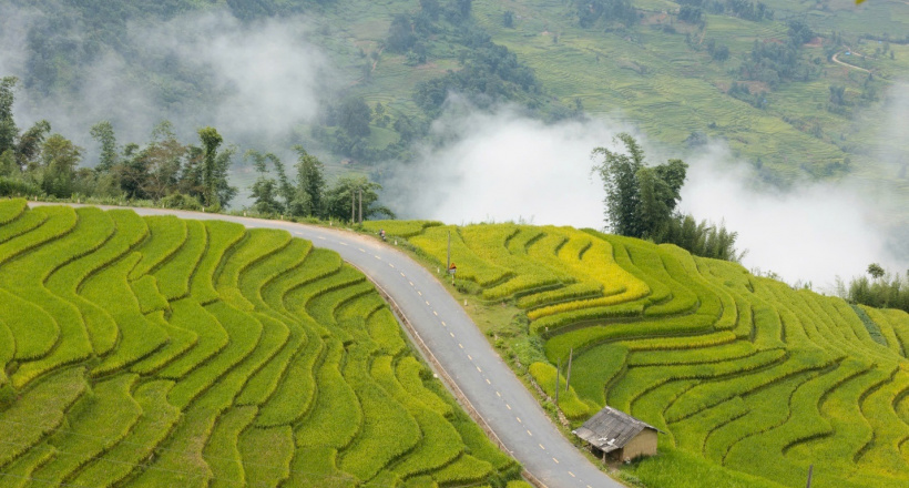 Góc cua "triệu view" phủ vàng mùa lúa chín ở Lào Cai như lạc vào tiên cảnh