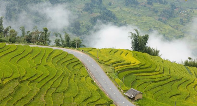 Góc cua "triệu view" phủ vàng mùa lúa chín ở Lào Cai như lạc vào tiên cảnh