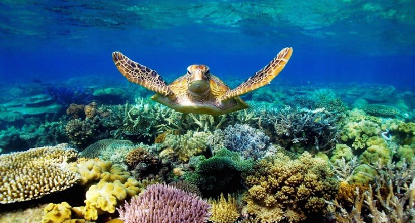 Trải nghiệm lặn biển ở Côn Đảo