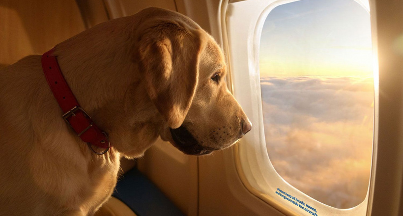 Hạng thương gia dành cho thú cưng