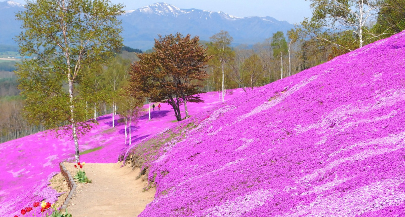 Tour Hokkaido 5N6Đ: ngắm hoa chi anh ngọt ngào mùa xuân Nhật Bản