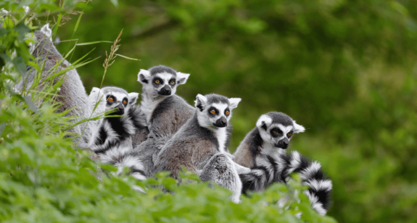 Khám phá thiên nhiên hoang sơ độc lạ cùng tour Mauritius – Madagascar 10N9Đ