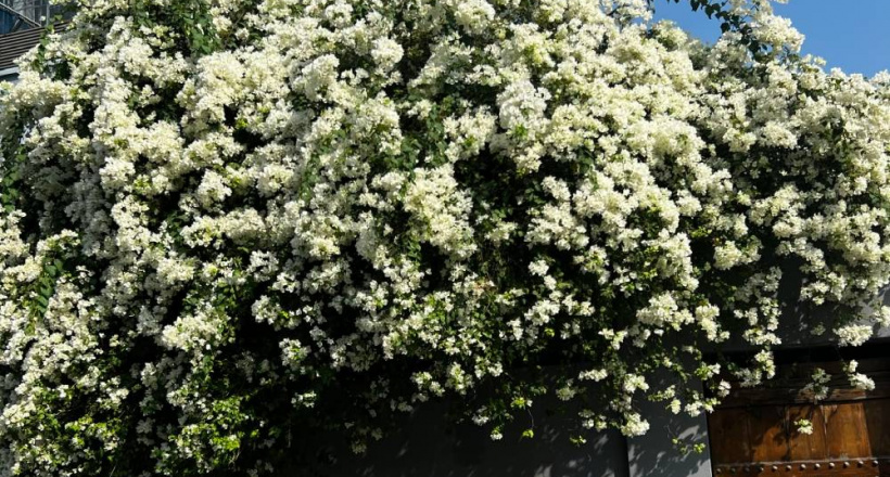 Chọn cây hợp tuổi trước nhà: 1 thay đổi nhỏ, mở vận tài lộc