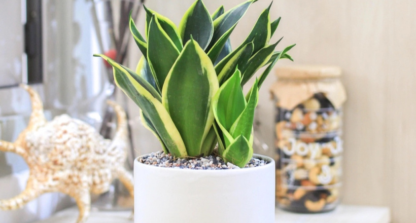 Cách dùng cây lưỡi hổ chuẩn phong thủy để tiền vào như nước