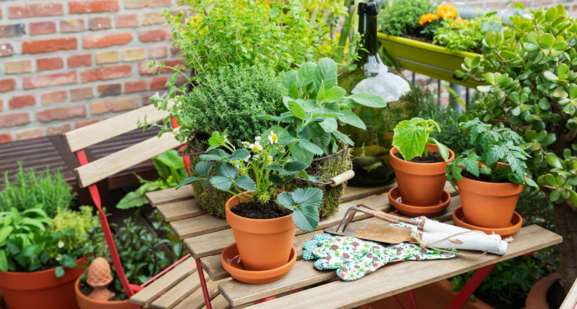 22+ cây phong thủy ban công hút tài lộc, xua xui rủi