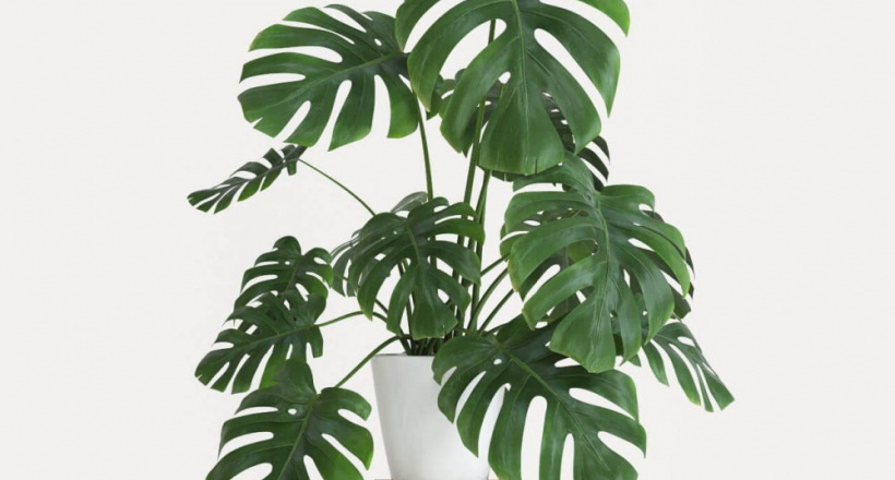 11 cây phong thủy “gọi tài lộc”: Đặt đúng chỗ, vận mệnh lên hương