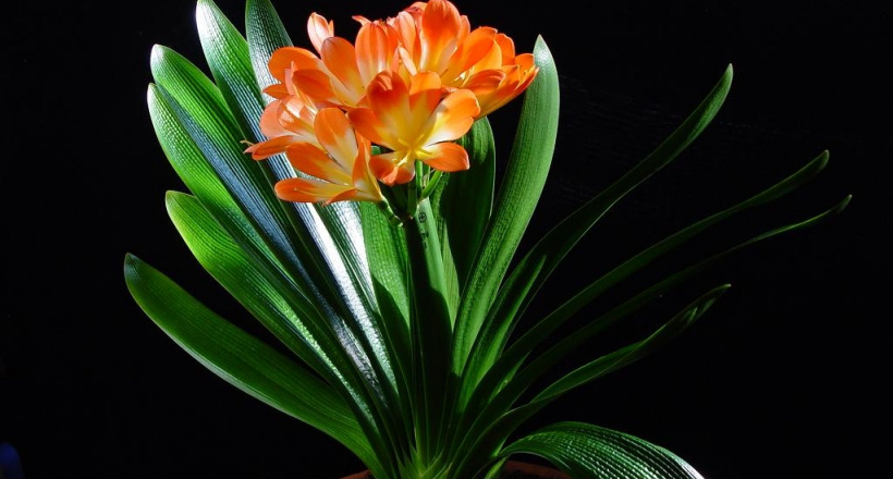 10 loại cây “hợp vía” người mệnh Thổ, may mắn gõ cửa cả năm