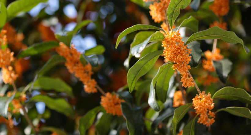 Mộc Hương – Bí mật của loài hoa gọi vận may về nhà