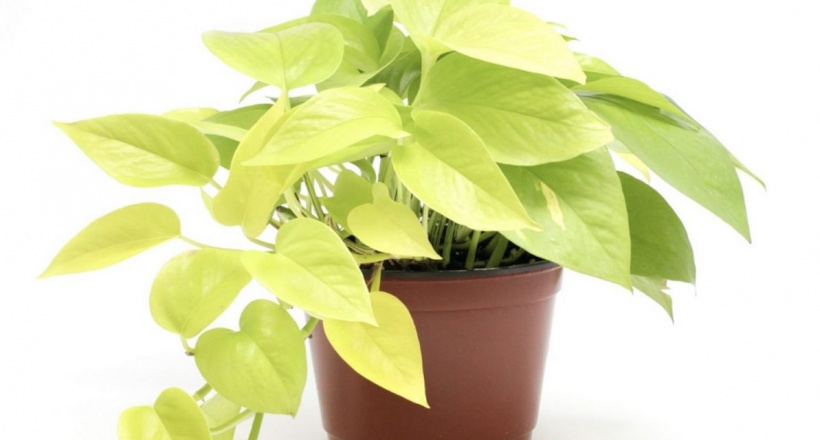 Tuổi Tân Hợi trồng cây gì hợp phong thủy? 8 cây “vừa nhìn đã thấy lộc”