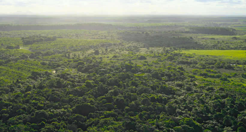 Quỹ Phục Hồi của Apple tiến hành trồng cây gây rừng cho Rừng Đại Tây Dương