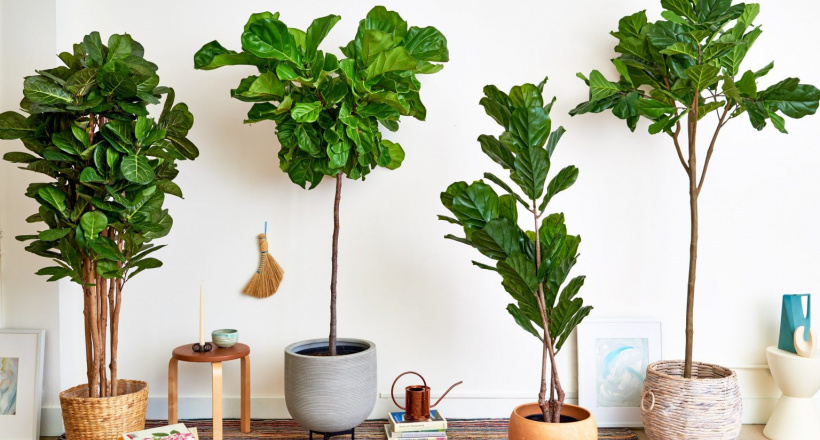 Mệnh Mộc đừng bỏ lỡ 10+ loài cây “hút lộc như nam châm” này