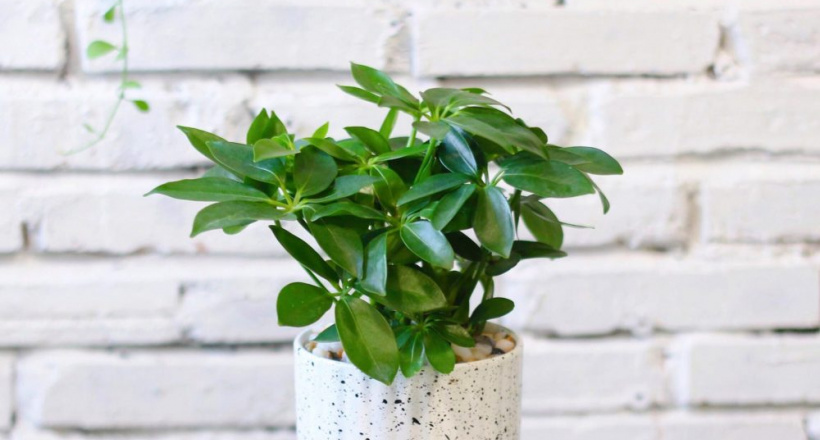 Ngũ gia bì – Lá bùa xanh của tài lộc và bình an trong nhà bạn