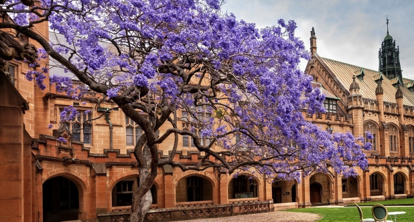 ‘Bỏ túi’ 10 địa điểm ngắm hoa phượng tím đẹp ở Sydney – Úc