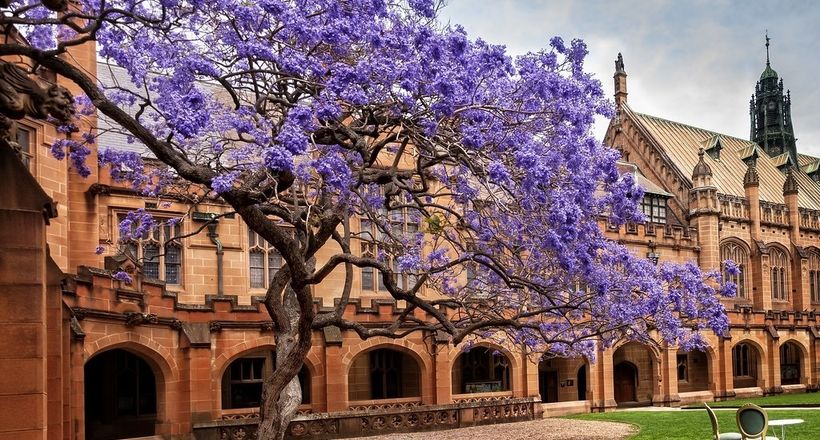 ‘Bỏ túi’ 10 địa điểm ngắm hoa phượng tím đẹp ở Sydney – Úc