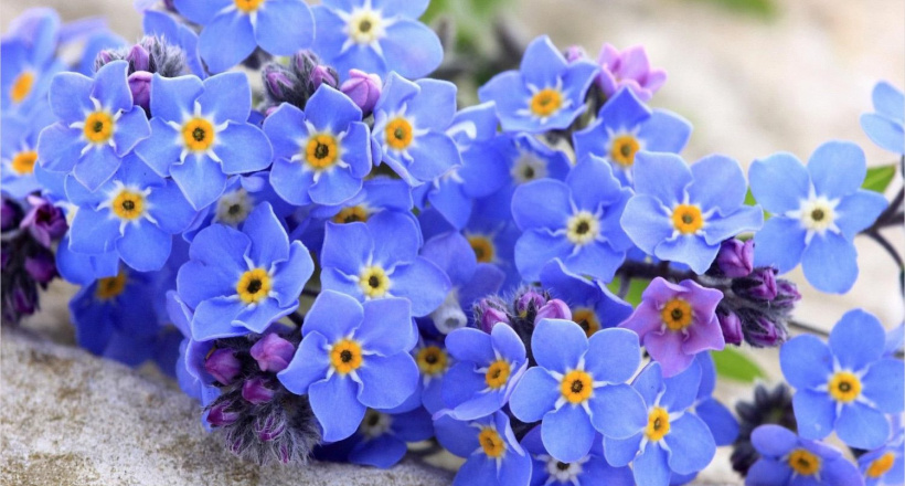 12 loài hoa hợp mệnh Mộc giúp tăng may mắn, tài lộc