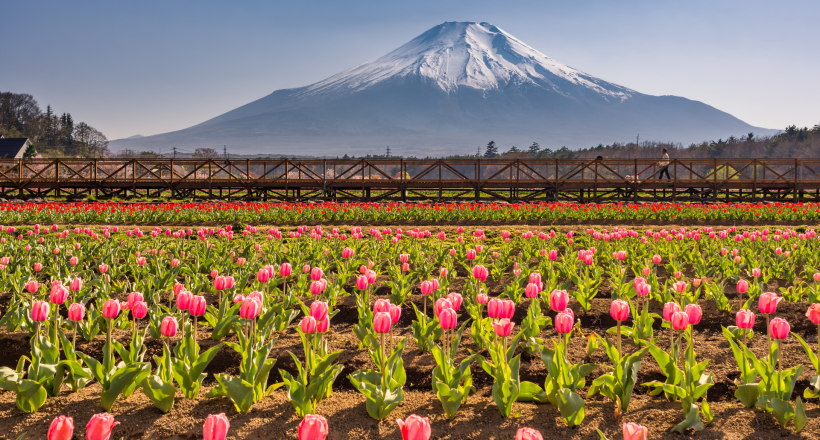 Chạm ngõ những mùa hoa trong tour Nhật Bản tháng 3, tháng 4