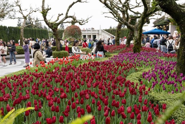 Du khách thích thú check in với hàng nghìn bông tulip trên đỉnh Bà Nà dịp Tết