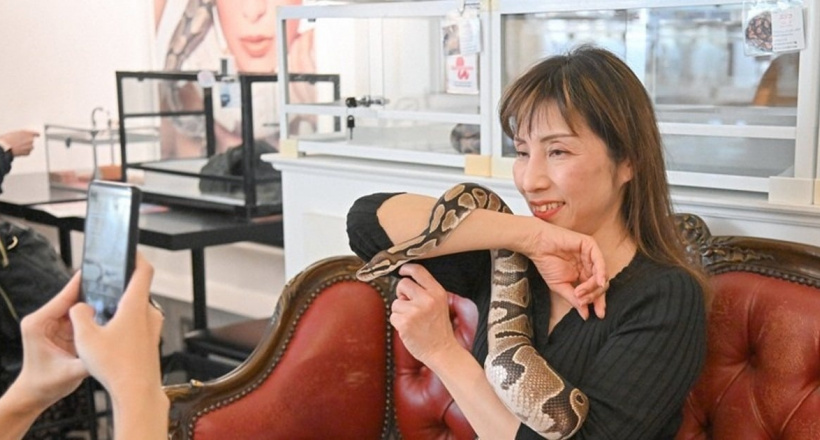 Check-in quán cà phê rắn độc đáo khi du lịch Nhật Bản