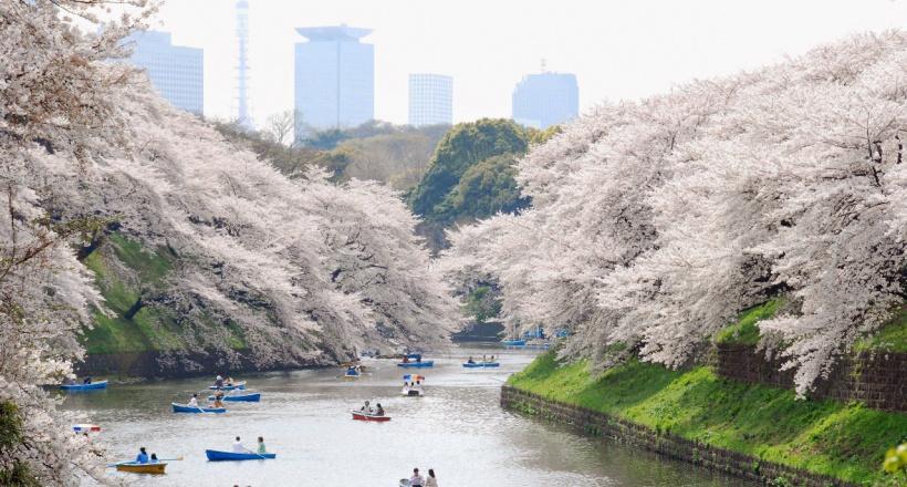 Nên đi đâu khi du lịch Nhật Bản tháng 3?