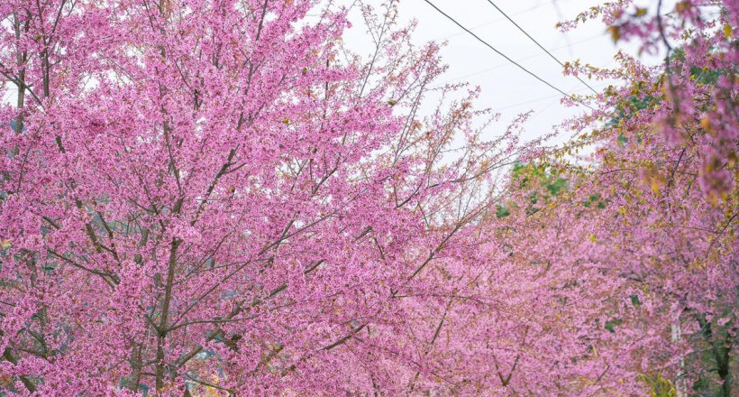 Hà Giang lọt top điểm ngắm hoa anh đào đẹp nhất châu Á