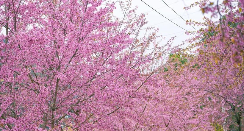 Hà Giang lọt top điểm ngắm hoa anh đào đẹp nhất châu Á