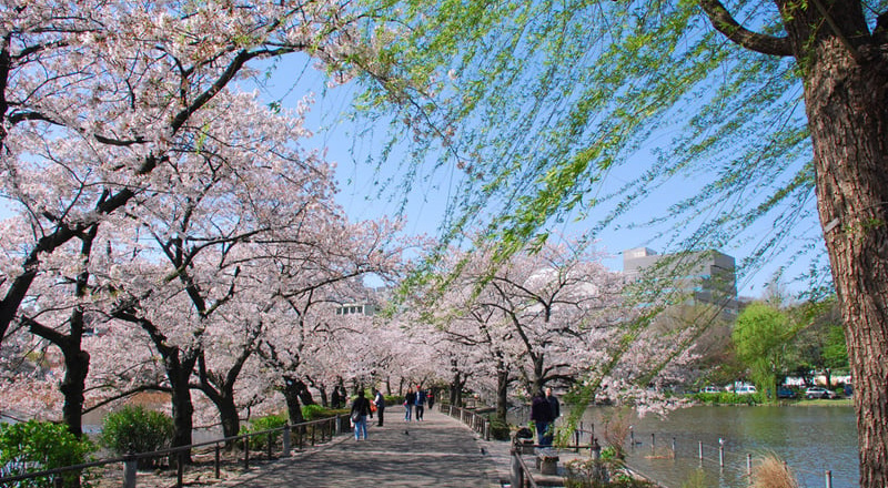 Top 5 tour Nhật Bản ngắm hoa anh đào hấp dẫn nhất 2025