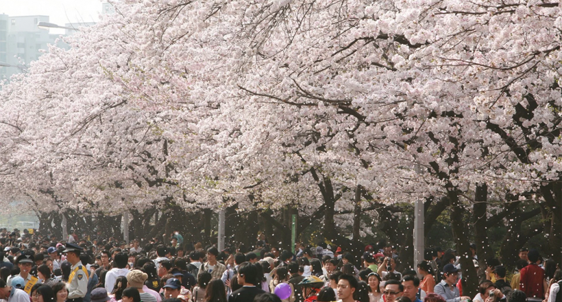 5 điểm ngắm hoa anh đào đẹp nhất Hàn Quốc