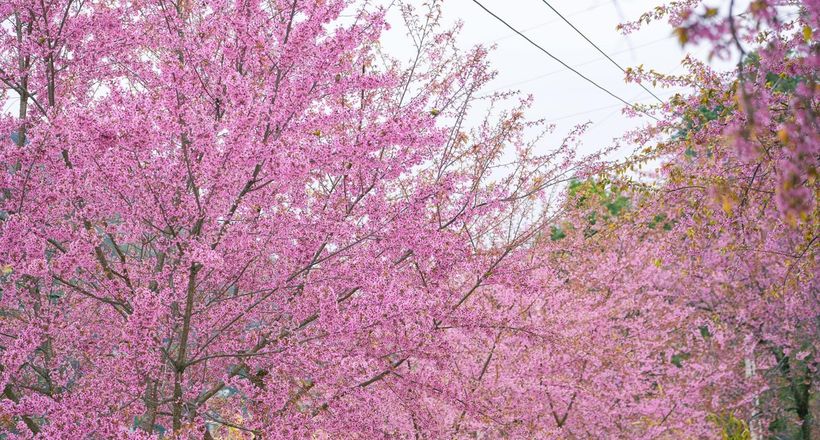 Hà Giang lọt top điểm ngắm hoa anh đào đẹp nhất châu Á