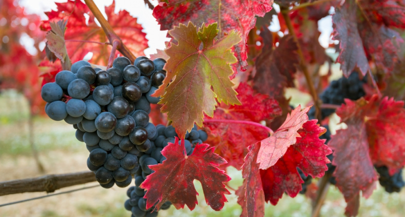 3 nhà máy rượu vang nổi tiếng ở Rioja, Tây Ban Nha