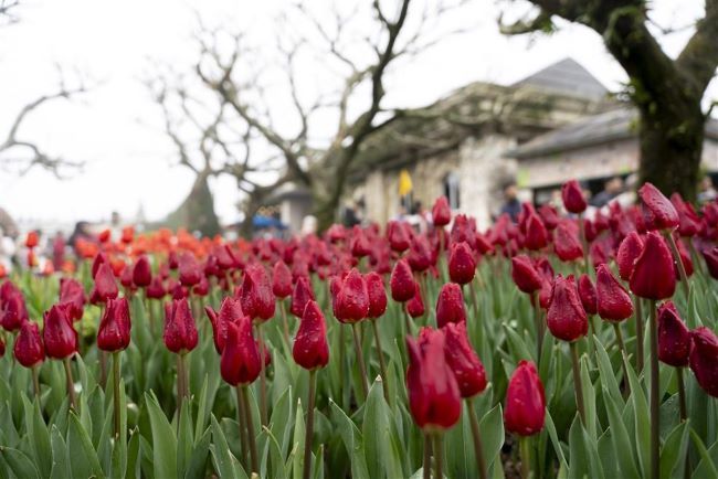 Hàng ngàn bông tulip ngợp ngời trên đỉnh Bà Nà