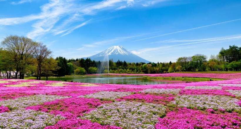 Tour Nhật Bản 5N5Đ: trải nghiệm tuyết trắng và sắc hoa chi anh