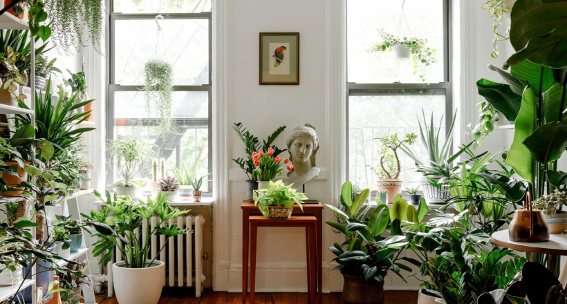 Điểm tên 10 loại cây trồng tăng vận khí cho không gian sống