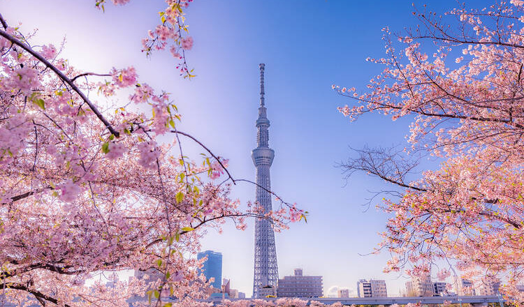 Tour Nhật Bản 5N4Đ: Tận hưởng vẻ đẹp thiên nhiên và văn hóa độc đáo của “xứ Phù Tang”