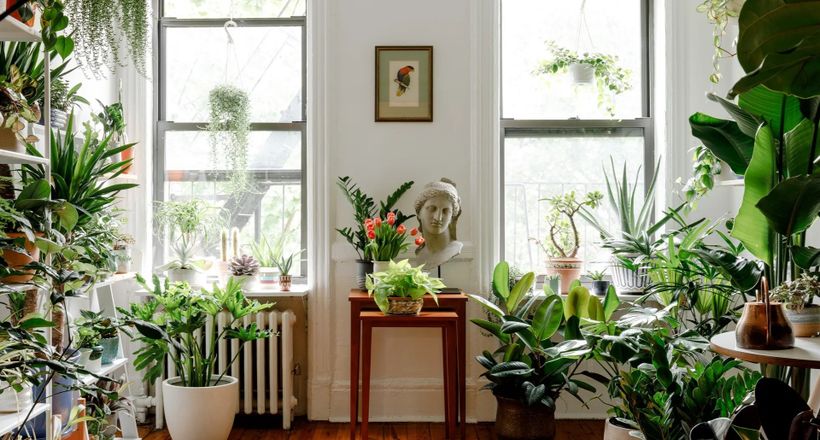 Điểm tên 10 loại cây trồng tăng vận khí cho không gian sống